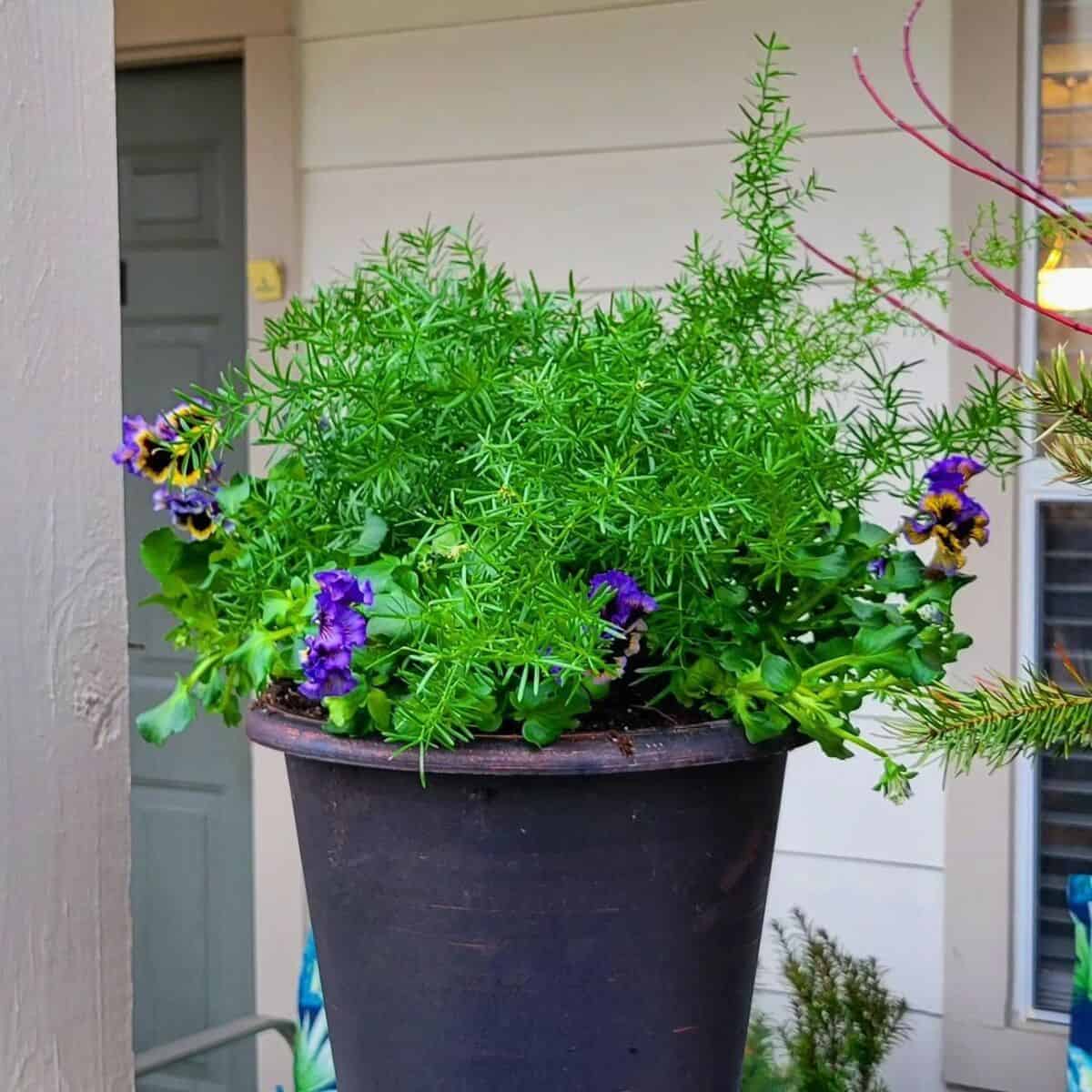 Ferns & Pansies