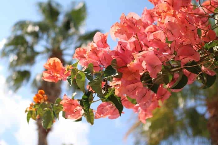 Bougainvillea