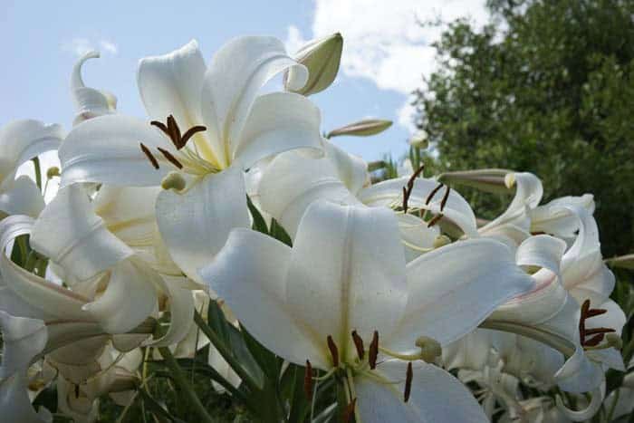 Orienpet Lily (Lilium Hybrids)