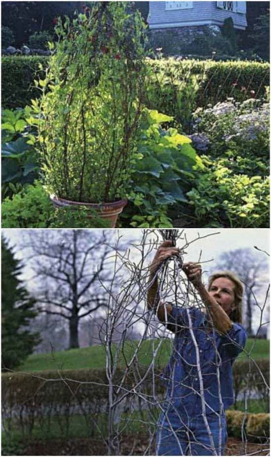 Dried Branch Plant Trellis DIY