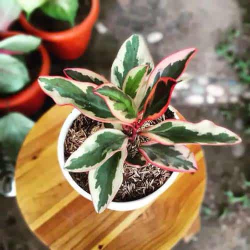 Rainbow Peperomia