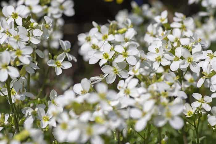 Garden Rock Cress (Arabis caucasica)