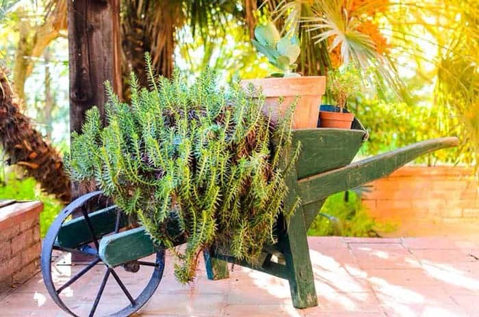 Mix and Match Planters Inside Wheelbarrow