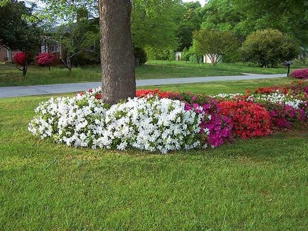 Turn Your Garden into a Showstopper with Wave Petunias