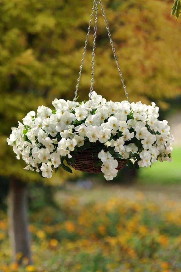 Utilize a Rattan Hanging Basket for Blooming Flowers