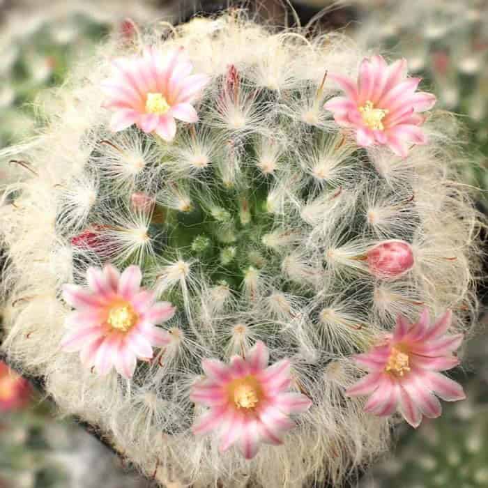 Powder Puff Cactus