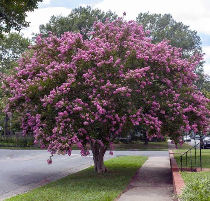 Crape Myrtle