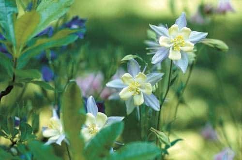 Columbine