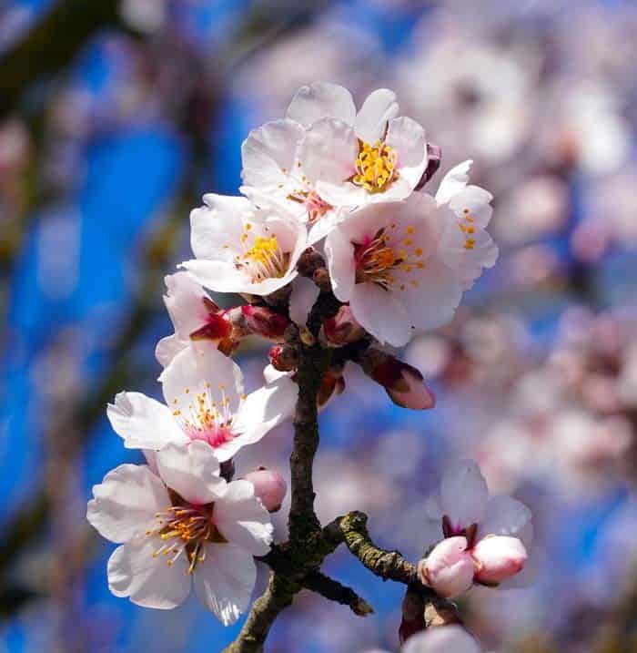 Flowering Almond