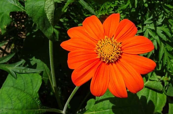 Mexican Sunflower Torch ( Tithonia Rotundifolia or Speciosa )