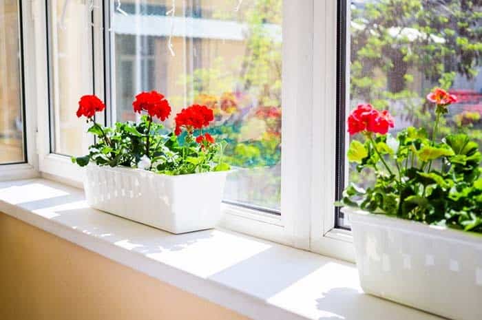 Bring Geraniums to Life During Winter