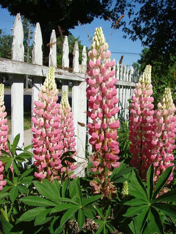 Lupine (Lupinus × Hybrida)