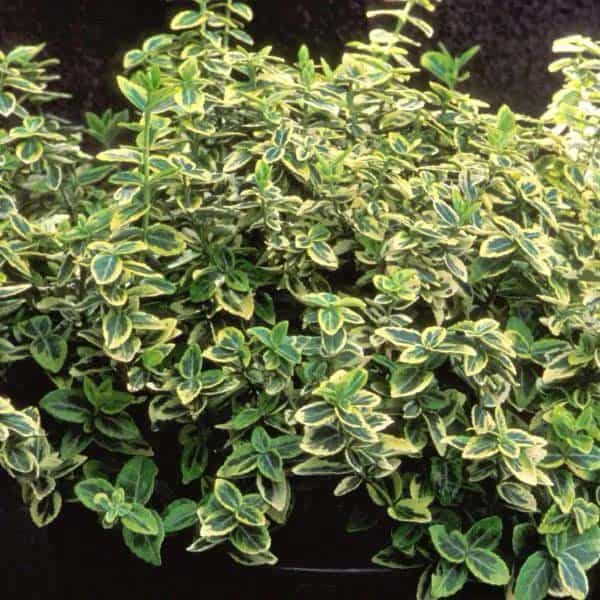 Emerald N Gold Wintercreeper