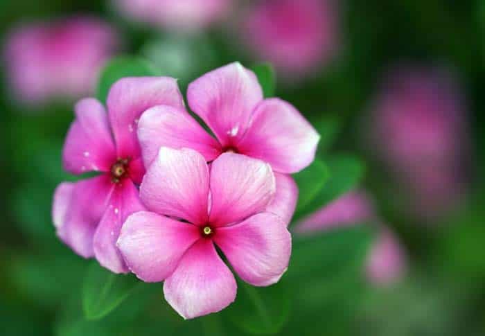 Vinca (Periwinkle)