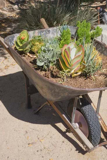 Grow Succulents in Small Shallow Wheelbarrow