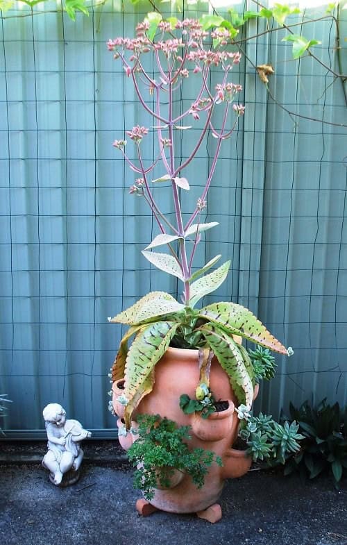 Donkey Ear Plant