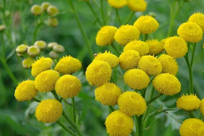 Tansy