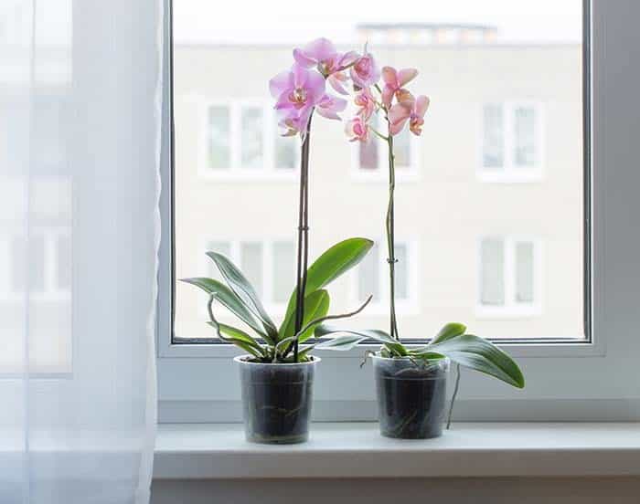 Add Orchids to Your Windowsill for a Touch of Elegance