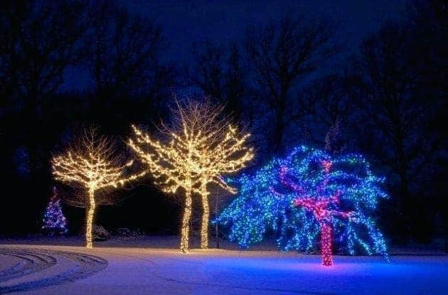 Create a Magical Scene with Christmas Lights on Trees