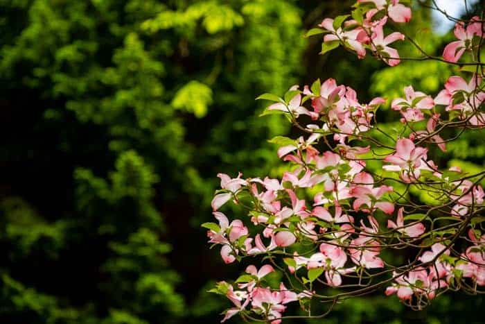 Flowering Dogwood