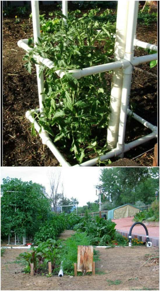 DIY PVC Tomato Trellis