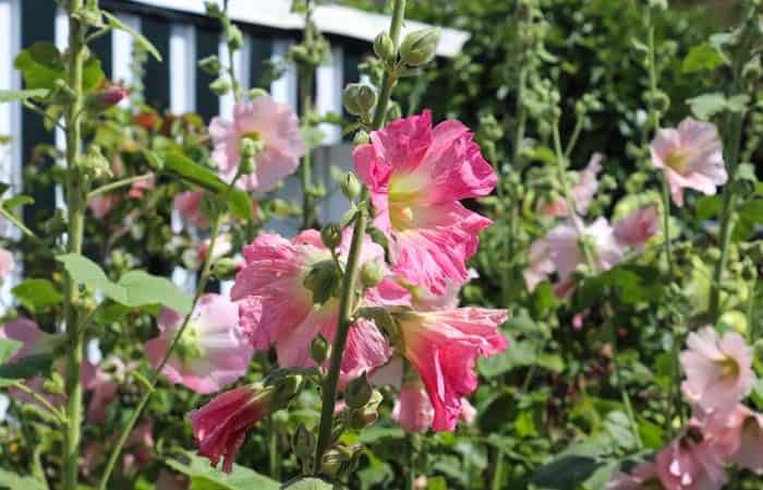 Grow Low Maintenance Flowers