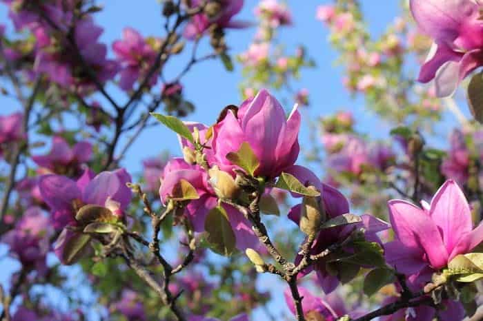 Saucer Magnolia