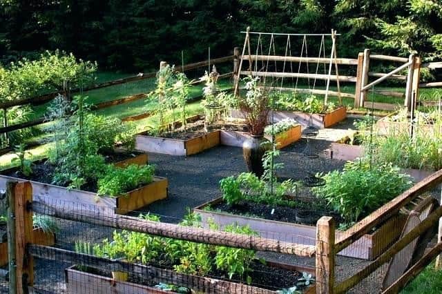 Differentiate your Vegetable Garden