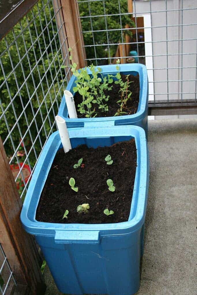 Grow Herbs and Vegetables in Self-Watering Containers