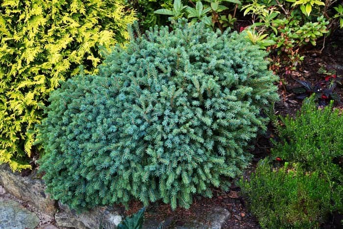 Dwarf Black Spruce