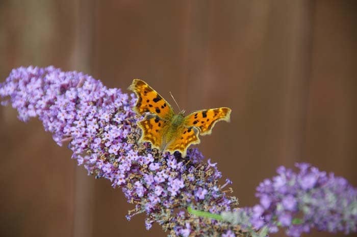 Butterfly Bush (Buddleia davidii)