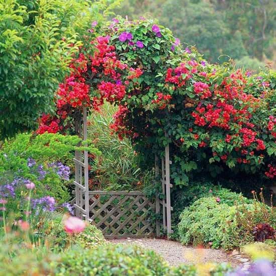 Matured Arch Trellis