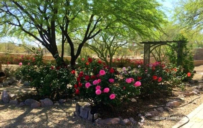 Shaded Rose Arbor