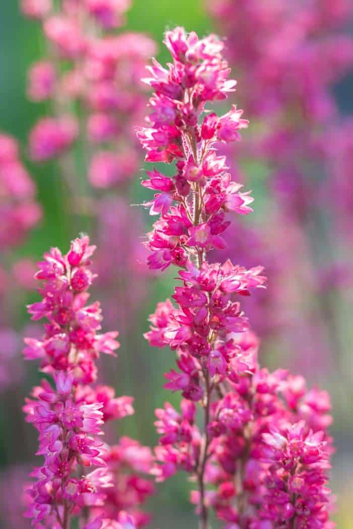 Coral Bells (Heuchera Sanguinea)