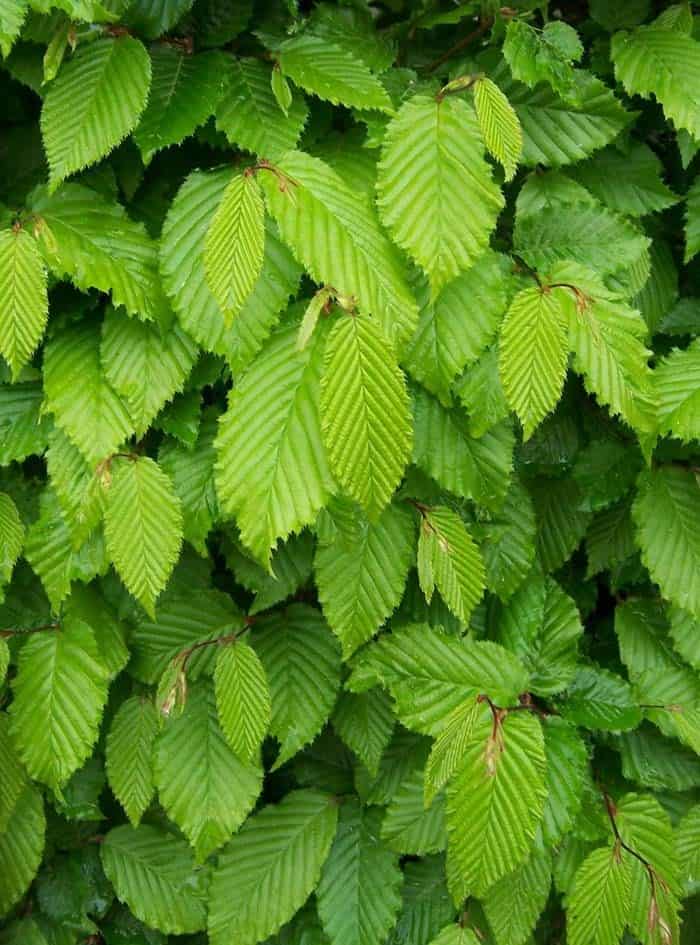 Hornbeam (Ironwood or Musclewood)