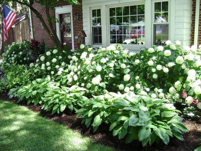 Add Tiered Look With Hosta and Hydrangeas