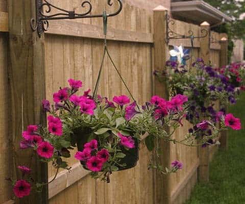 Suspend Petunia Flower Pots with Nailed Brackets