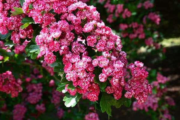 Cherry Blossom Tree