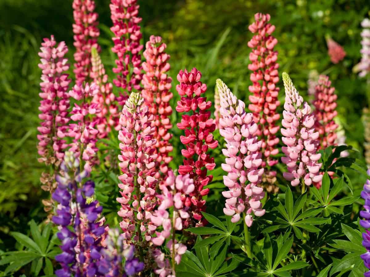 Lupine