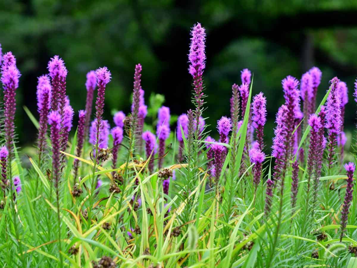 Prairie Blazing Star