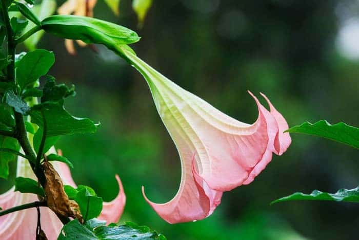 Angel’s Trumpet ( Brugmansia )