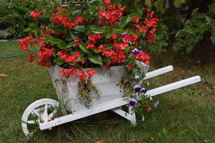 All White Wheelbarrow Makes Florals Pop