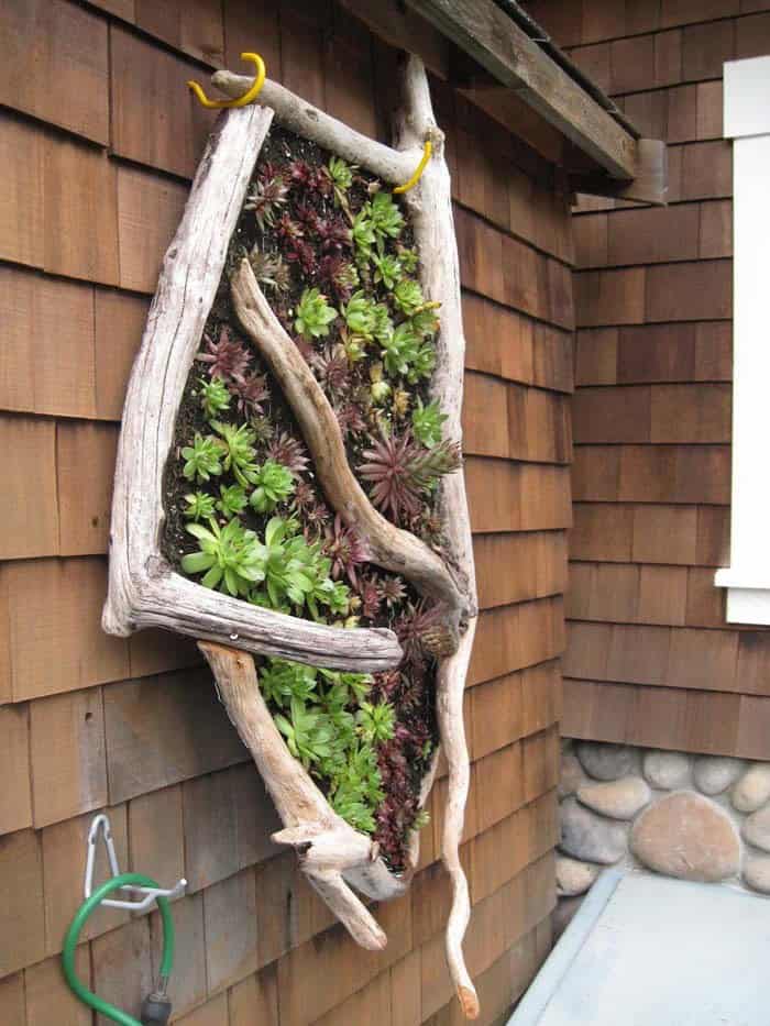 Frame A Succulent Garden In Driftwood