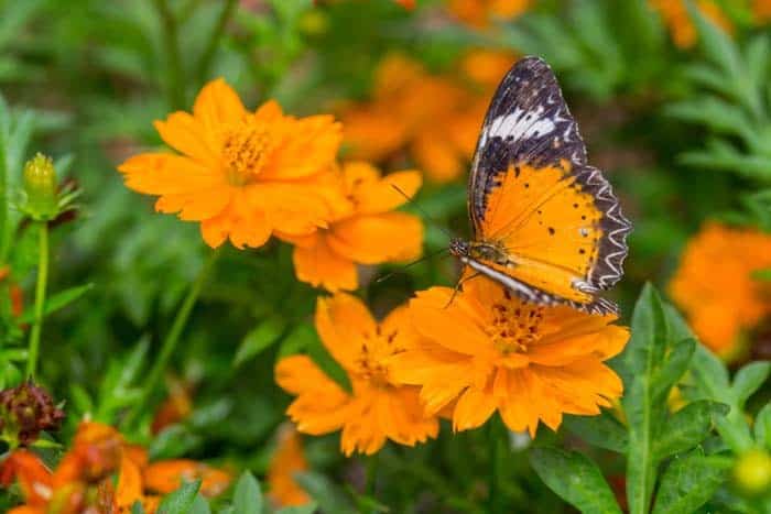 Cosmos ( Cosmos Sulphureus )