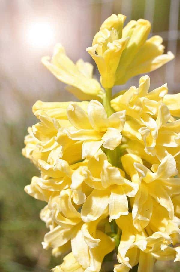 Yellow Hyacinth