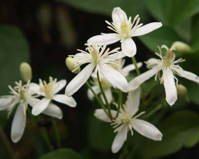 Sweet Autumn Clematis