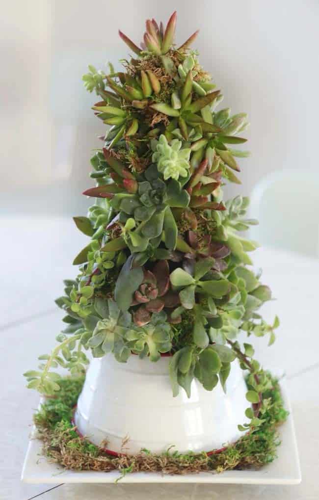 Maximize Space with a Compact Succulent Tree