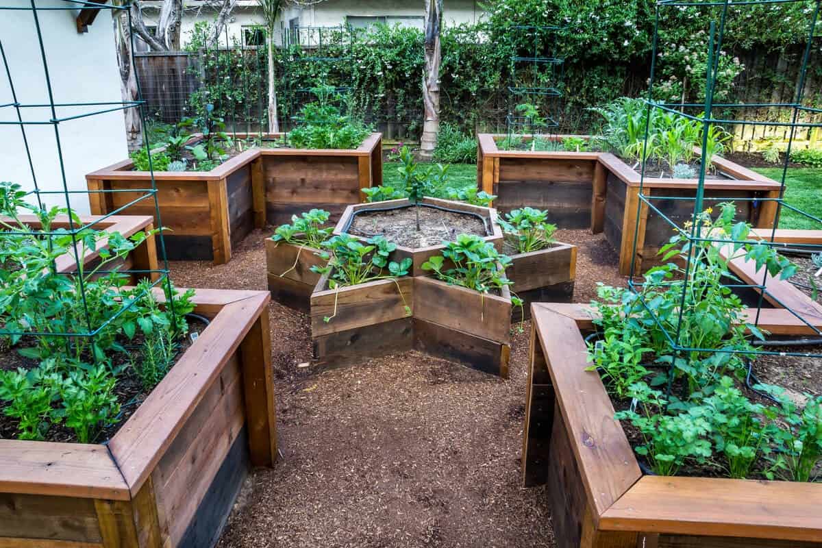 Organized Veggie Garden