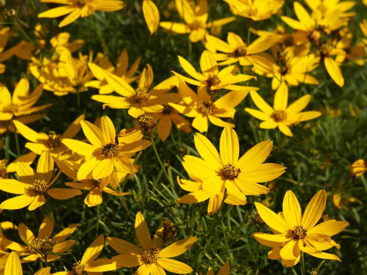 Threadleaf Coreopsis (Coreopsis verticillata ‘Moonbeam’)