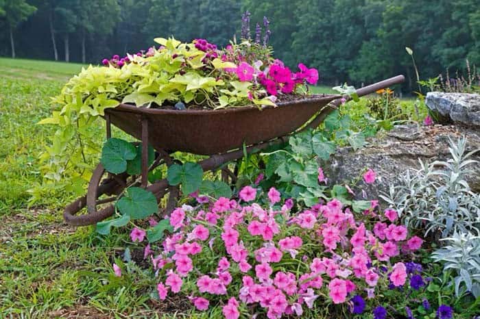 Vines and Flowers Coexist in a Wheelbarrow